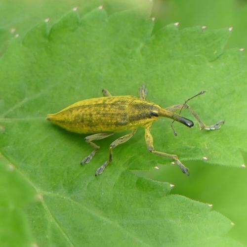 Réf. 341 941 : Lixus iridis